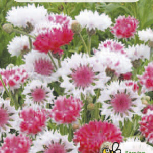 Chaber Bławatek różowo biały