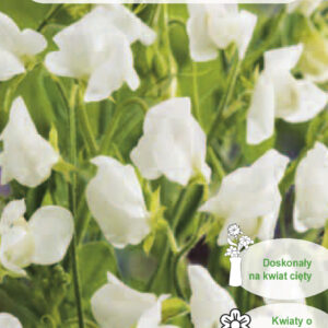 Groszek pachnący BIAŁY