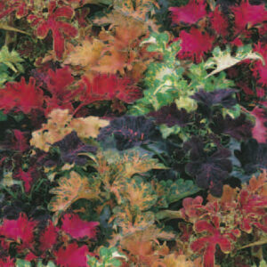 Koleus ROKOKO mieszanka pokarbowane liście