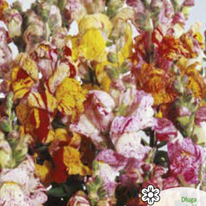 Lwia Paszcza Tutti Frutti o kwiatach pstrych