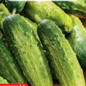 Ogórek SKANER F1 wczesny konserwowy