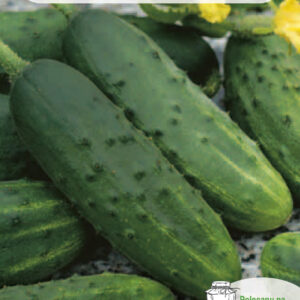 Ogórek gruntowy OCTOPUS F1