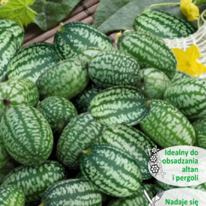 Ogórek meksykański ozdobny