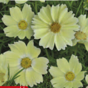 Onętek KOSMOS żółty