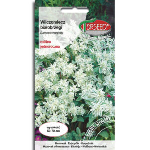 Wilczomlecz Białobrzegi na rabaty i szpalery