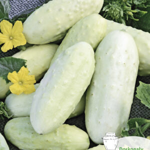Ogórek WHITE WONDER