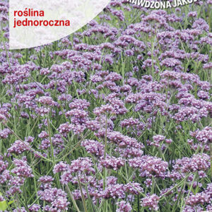 WERBENA PATAGOŃSKA na rabaty preriowe