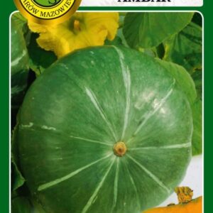 Dynia olbrzymia AMBAR zielona skórka