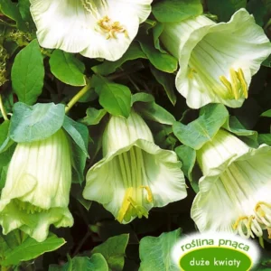 Kobea pnąca BIAŁA pnącze do 4m