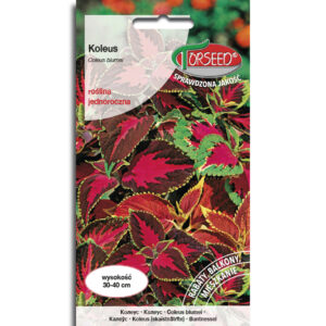 Koleus blumego mieszanka