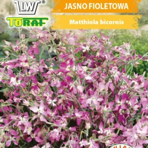 Maciejka dwuroga jasno fioletowa pachnąca wieczorem