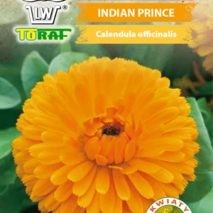 Nagietek lekarski INDIAN PRINCE