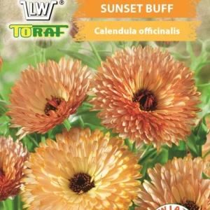 Nagietek lekarski SUNSET BUFF kremowo morelowy