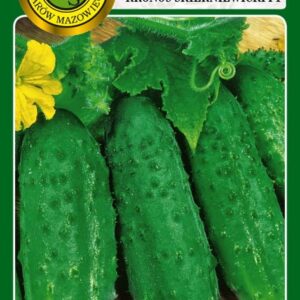 Ogórek KRONOS SKIERNIEWICKI gruntowy, wczesny