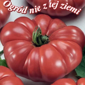 Pomidor COSTOLUTO FIORENTINO