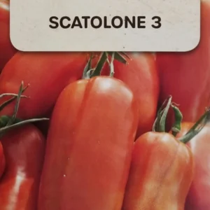 Pomidor SCATOLONE 3 gruntowy na przeciery i pasty