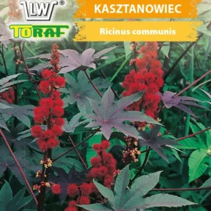 Rącznik kasztanowiec czerwony - nasiona
