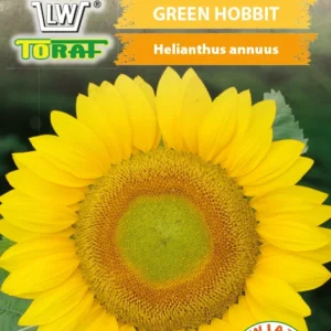 Słonecznik GREEN HOBBIT ozdobny karłowy seledynowy środek