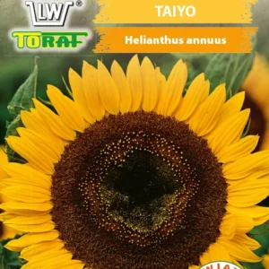 Słonecznik ozdobny Taiyo żółte płatki brązowy środek