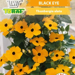 TUNBERGIA pomarańczowa BLACK EYE