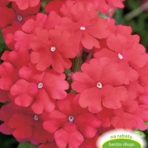 Werbena ogrodowa CZERWONA miododajna