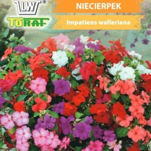 Balsamina waleriana NIECIERPEK