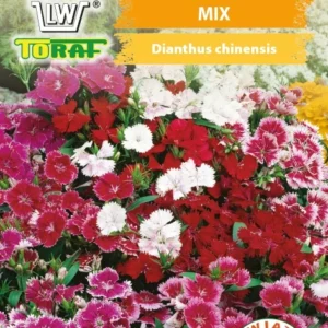 Goździk Chiński mix