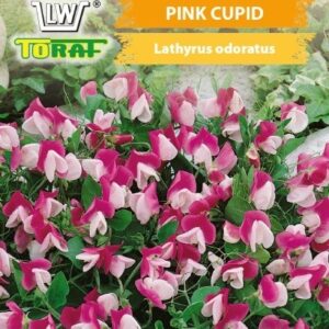 Groszek pachnący karłowy Pink Cupid różowo biały