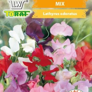 Groszek pachnący mix kolorowy pnący do 2,5m