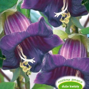 Kobea pnąca FIOLETOWA pnącze do 4m