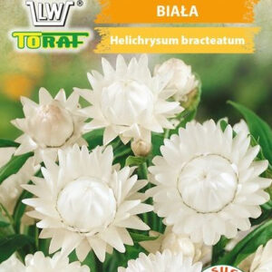 Kocanka ogrodowa biała na suche bukiety