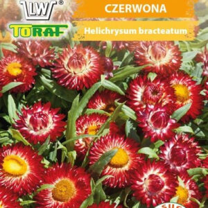 KOCANKA ogrodowa CZERWONA na suche bukiety