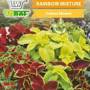 Koleus pokrzywka Rainbow Mixture mieszanka