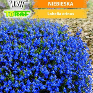 Lobelia stroiczka niebieska drobne kwiaty wypełniacz