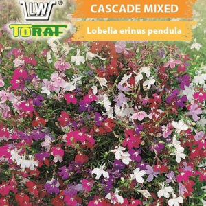 Lobelia zwisająca Cascade Mixed różnokolorowa
