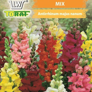 Lwia paszcza karłowa mieszanka