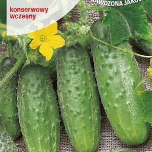 Ogórek ŚREMSKI F1 konserwowy