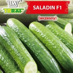 Ogórek szklarniowy SALADIN F1 bardzo plenny