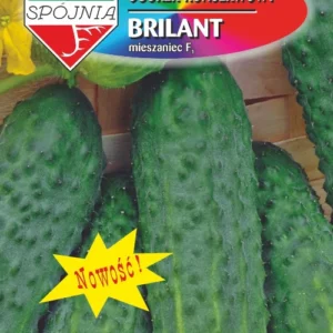 Ogórek BRILANT wczesny, bez goryczy, partenokarpiczny