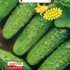 Ogórek GOMES gruntowy konserwowy typ kwaszeniak