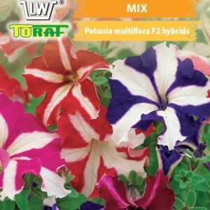 Petunia niska gwieździsta mix