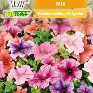 Petunia niska żyłkowana mix
