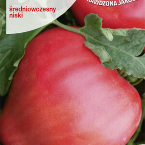 Pomidor Malinowy RODEO