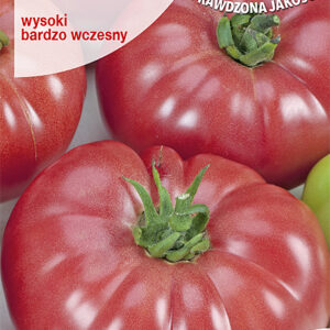 Pomidor ZORZA TORUŃSKA