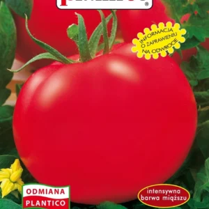 Pomidor BABINICZ gruntowy karłowy wczesny bez piętki twardy