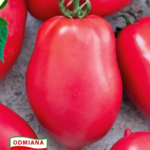 Malinowy BOSMAN gruntowy karłowy