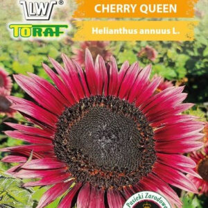 Słonecznik ozdobny CHERRY QUEEN wiśniowo bordowy