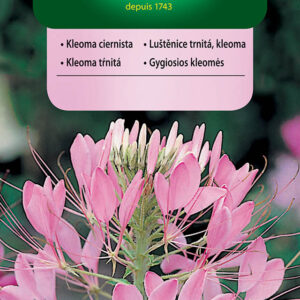 Kleome Ciernista – elegancka i egzotyczna ozdoba ogrodu