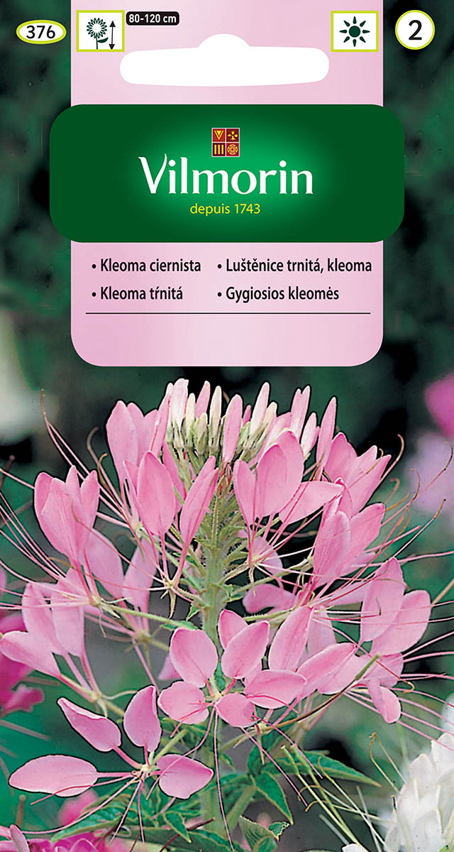 Kleome Ciernista – elegancka i egzotyczna ozdoba ogrodu