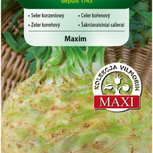 Seler Korzeniowy Maxim – wydajna odmiana o doskonałej jakości – nasiona